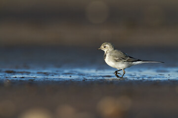Bird white wagtail Motacilla alba small bird with long tail on light brown background, Poland Europe
