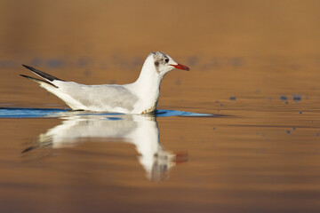 Bird black-headed gull Chroicocephalus ridibundus spring time Poland, Europe	