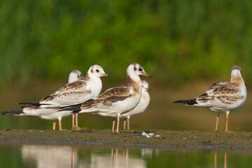 Bird black-headed gull Chroicocephalus ridibundus spring time Poland, Europe	