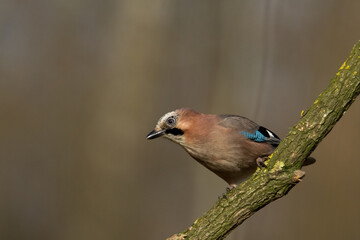 Bird Eurasian Jay Garrulus glandarius sitting on the branch Poland, Europe