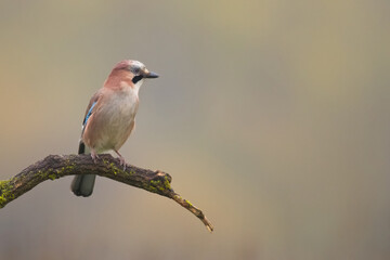 Bird Eurasian Jay Garrulus glandarius sitting on the branch Poland, Europe