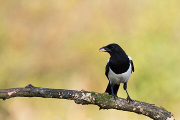 The Eurasian Magpie or Common Magpie or Pica pica on the branch with colorful background, winter time