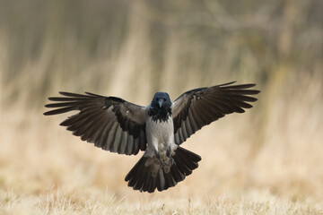 Bird - Hooded crow Corvus cornix in amazing blurred background Poland Europe	
