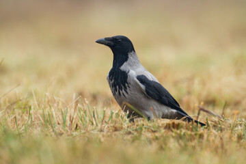 Bird - Hooded crow Corvus cornix in amazing blurred background Poland Europe	

