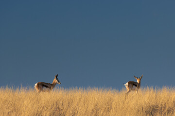 Naklejka premium two springboks (Antidorcas marsupialis) in the kalahri desert, beuatiful afternoon light