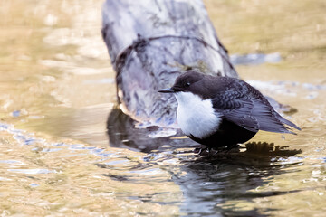 White-throated Dipper