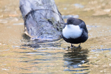 White-throated Dipper