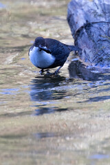 White-throated Dipper