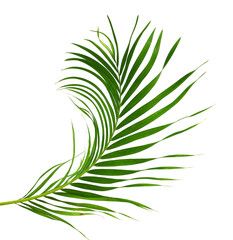 Green coconut leaf isolated
