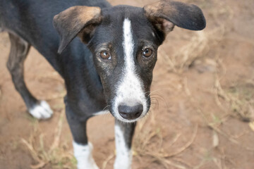 portrait of a dog