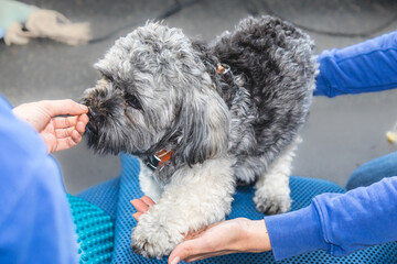 Aktive Physiotherapie beim Hund, auf wackeligem Untergrund isometrische Übungen