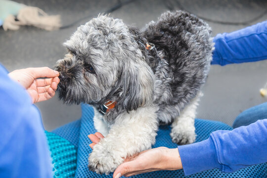 Aktive Physiotherapie beim Hund, auf wackeligem Untergrund isometrische &Uuml;bungen