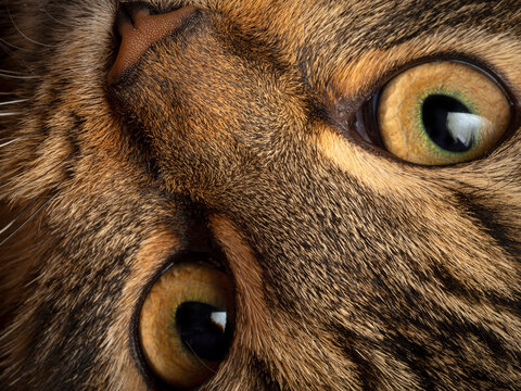 detail of cat face - macro photography
