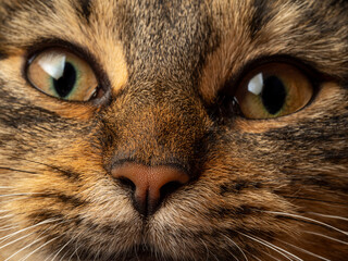 detail of cat nose - macro photography