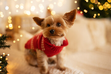 cute little tiny dog wearing red christmas jumper  - 553557208