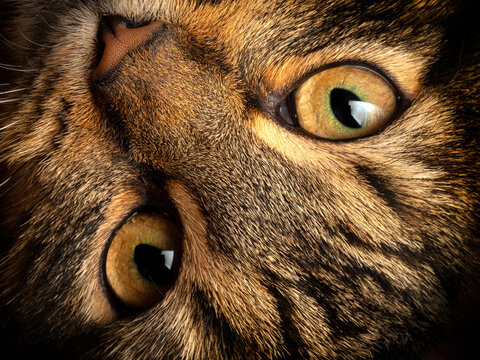 detail of cat face - macro photography