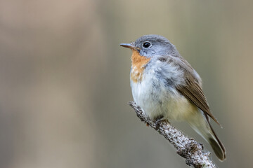 Fototapeta premium Red-breasted Flycatcher