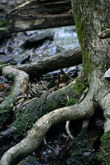 Tree Roots by Water