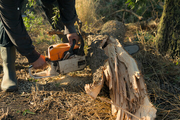 A man saws a fallen tree with a chainsaw. The aftermath of a natural disaster after a hurricane.