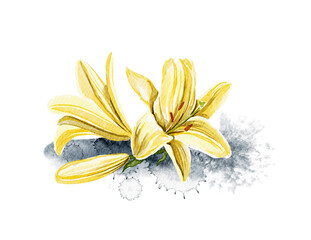 Watercolor composition with several heads flowers of yellow lilies isolated on white background. Hand drawn illustration sketch