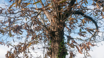 Ramas sin hojas de árbol en otoño