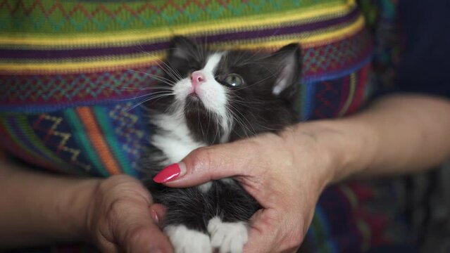 A black and white kitten in a woman's arms.