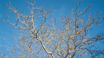 Ramas sin hojas de árbol en otoño