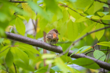 The common redstart female, Phoenicurus phoenicurus, is photographed in close-up sitting on a branch against a blurred background.