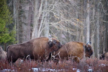 European bison in winter. Wisent in the forest