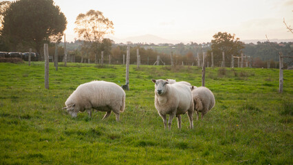 Ovejas en pradera verde al atardecer