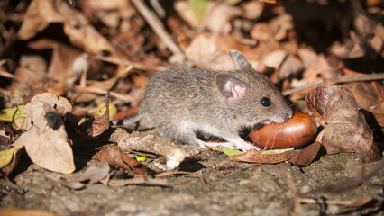 Ratón pequeño de campo entre hojas secas 