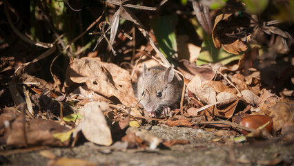 Ratón pequeño de campo entre hojas secas 