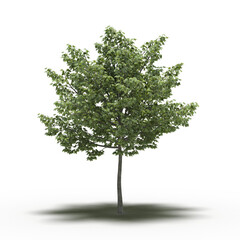 large tree with a shadow under it, isolated on a transparent background, 3D illustration, cg render