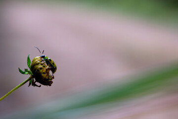 small yellow bug on flower