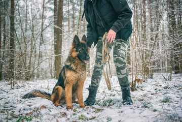 Portrait of a beautiful thoroughbred long-haired shepherd dog in the winter forest.