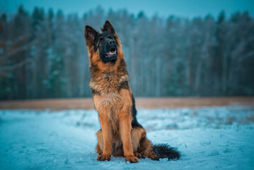 Portrait of a beautiful thoroughbred long-haired shepherd dog in the winter forest.