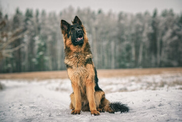 Portrait of a beautiful thoroughbred long-haired shepherd dog in the winter forest.