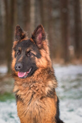 Portrait of a beautiful thoroughbred long-haired shepherd dog in the winter forest.