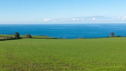 Pradera de hierba verde junto al horizonte marino