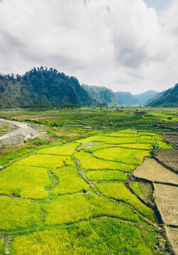 Rice terraces; Lumajang, East Java, Indonesia