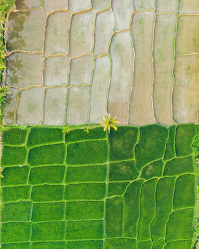 Drone view of rice fields; Licin, East Java, Java, Indonesia