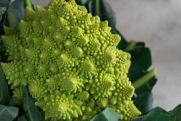 Romanesco broccoli on gray background