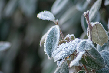 Winter wonderland on a cold and sunny morning over the meadows of Boechout, Belgium