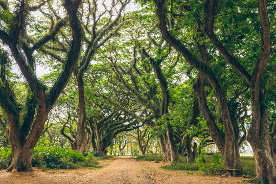 Beautiful forest of Jawatan Perhutani, near Banyuwangi; Java, Indonesia