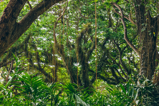 Beautiful forest of Jawatan Perhutani, near Banyuwangi; Java, Indonesia