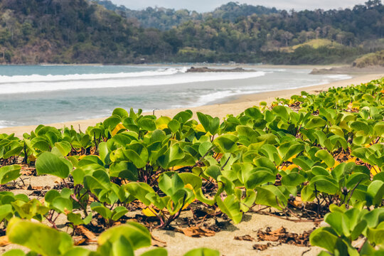 Plants growing in the sand at Pantai Pandan Sari; East Java, Java, Indonesia
