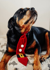 Perro rottweiler celebrando las navidades con una corbata roja