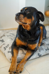 Perro Rottweiler descansando en su colchon