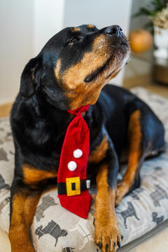 Perro rottweiler celebrando las navidades con una corbata roja