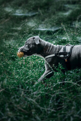 Staffordshire Terrier puppy walks and plays in the woods, park, nature. Cute background with a dog, puppy
